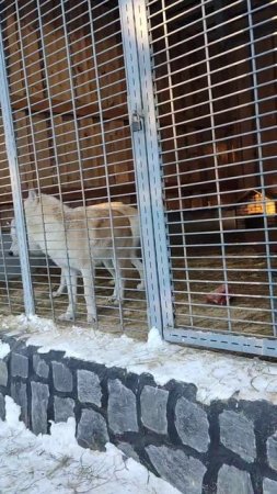 Волки в Карельском зоопарке