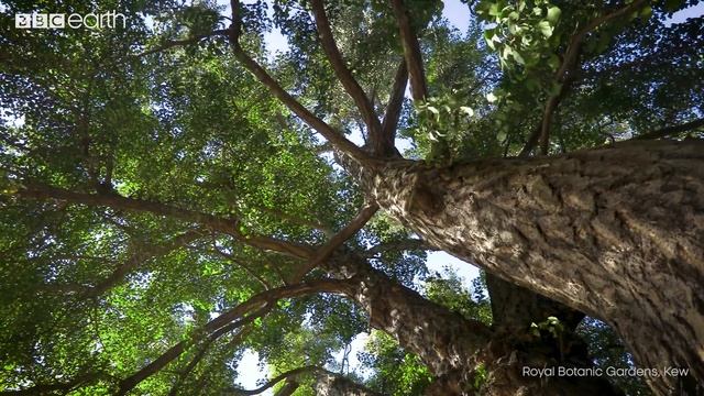 Plants Dying Actually Helps Them to Survive | From Plant to Planet with Nellie Nilsen | BBC Earth смотреть онлайн
