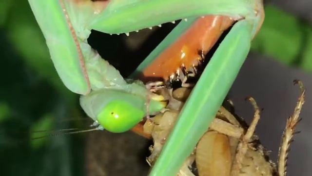 Hierodula Majuscula (Giant Rainforest Mantis) up close feeding. смотреть онлайн