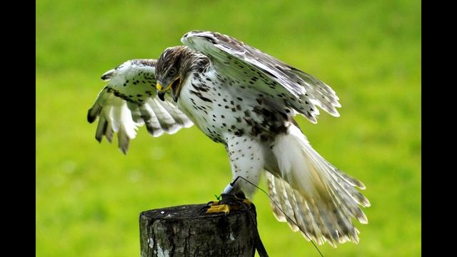 Звук с криком сокола