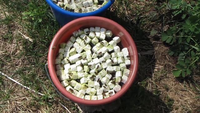 Розвиток бджіл 19.04.2021 року, 13:35 дня | Бджільництво | Beekeeping смотреть онлайн