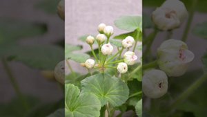 Пеларгония / сорт Миол Шерше ля Фам
