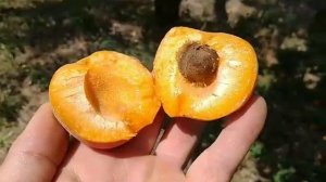Новинка! Абрикос Бергаруж. Apricot Bergarouge. Перші плоди