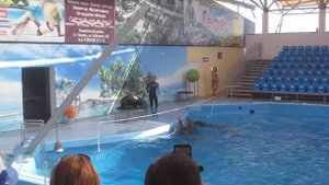 453 _ Азовский дельфинарий Немо в Голубицкой _ 2ч. - MVI 0066