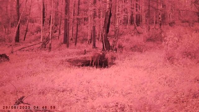 ДВА САМЦА КОСУЛИ НА СОЛОНЦЕ смотреть онлайн