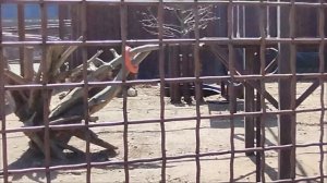 Шерхан - артист больших и малых театров и фотомодель. Минск 17 апреля