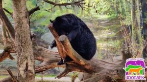 ☀️🌲 «Утро в сосновом лесу»