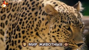 Животный мир планеты – красота и грация созданий Природы 🦁🦚🐵 Выпуск (26) 🐻🦉🦝