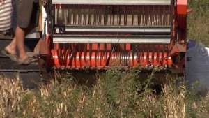 ЯПОНСКИИ Комбайн KUBOTA DC-1SU. Уборка фасоль