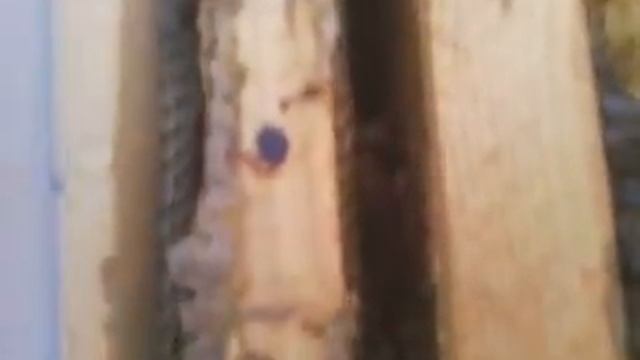 украинская степная. осмотр и экстренная помощь.23 января 2015 г. смотреть онлайн