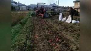 Jinma 244 s kortofelekopalkoy