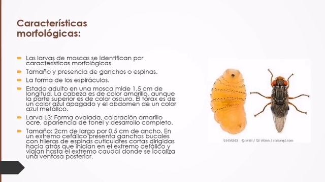 Cochliomyia hominivorax-Musca domestica-Dermatobia hominis-Lucilia sericata