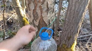 Куда делся сок берёзы 🤔