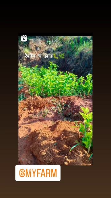 #agriculture #silkworm #farm #animal #sericulture #dbtagriculture #department #livestock #farming