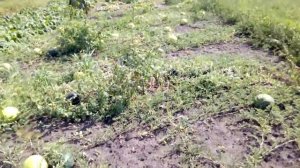 АРБУЗЫ И ДЫНИ ПОСПЕЛИ.