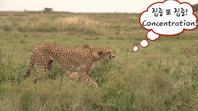 성인식만 기다리는 아기치타[아프리카 사파리 플러스⁺]24 смотреть онлайн