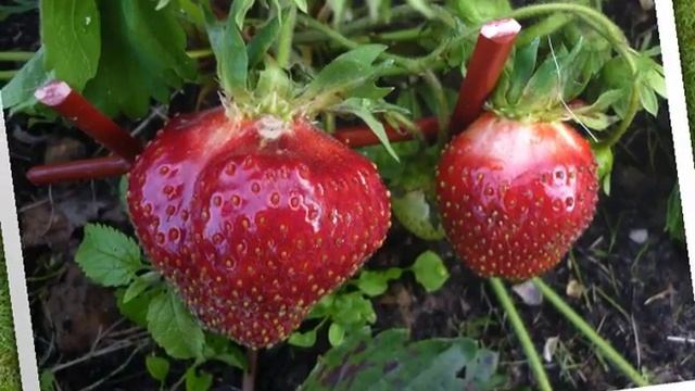 альбом 1 - ландшафтный дизайн смотреть онлайн