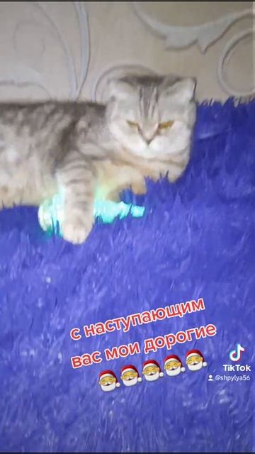 🎅🎅🎅🎅🎅🎅#кошки #коты #животные #смешныеживотные #ютуб #тикток #тренд #тренды #приколы #топ смотреть онлайн