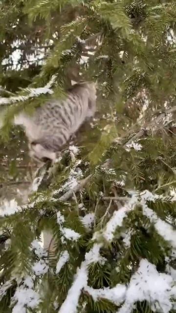 Кот и елка 🌲 cat and tree 🐾 смотреть онлайн