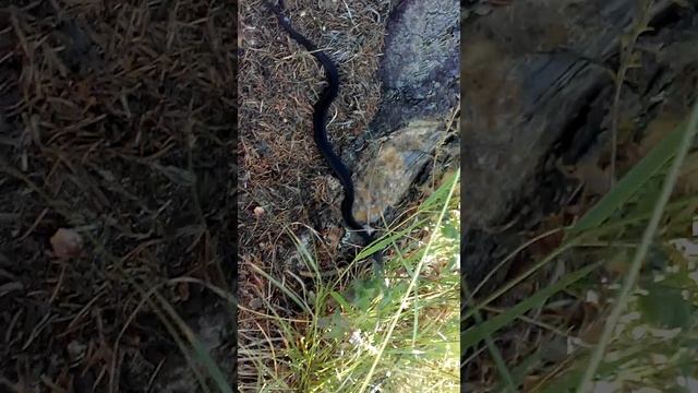 Змееловы Карпат смотреть онлайн