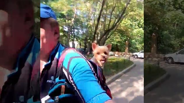 Велособакентур смотреть онлайн