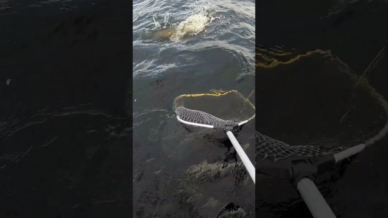 Крупная щука на троллинг #fishing