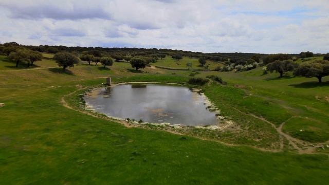 50. Cows drone footage for kids in spring in Spain under the sun смотреть онлайн