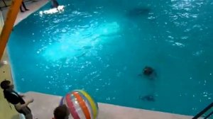 Геленджикский дельфинарий