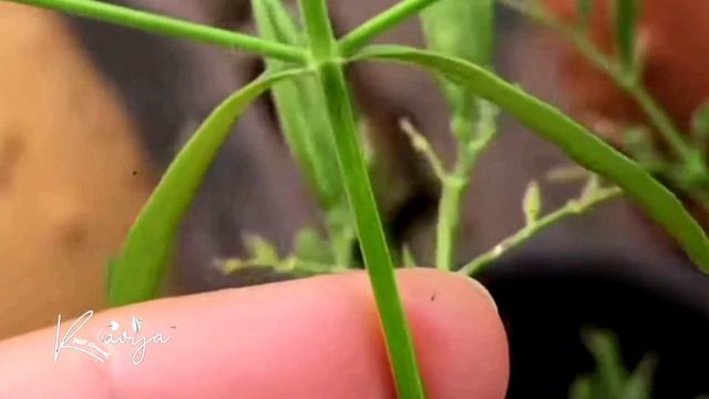 Tanaman Sambiloto Obat Alternatif | (Andrographis paniculata)