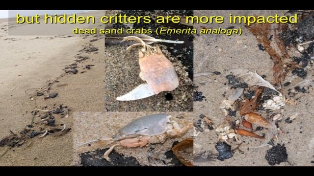 Ecological & Sociological Impacts of the Refugio Oil Spill смотреть онлайн