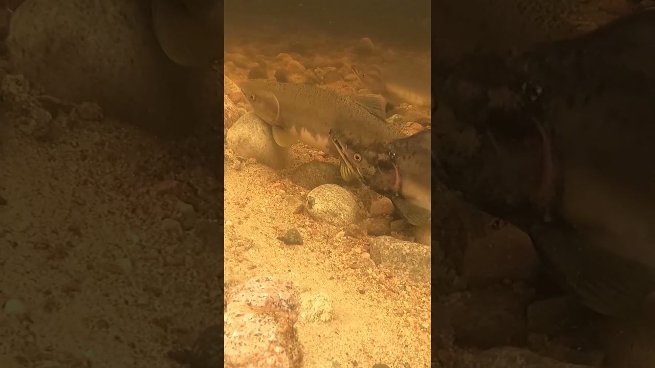 КРАСНАЯ РЫБА  ПОДВОДНЫЕ СЪЁМКИ