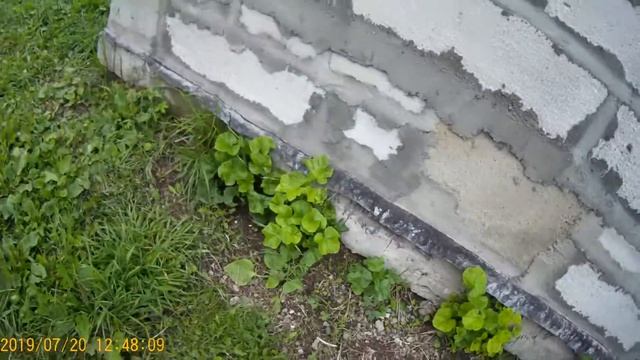 Семейная пара кур или все цыплята живы. смотреть онлайн