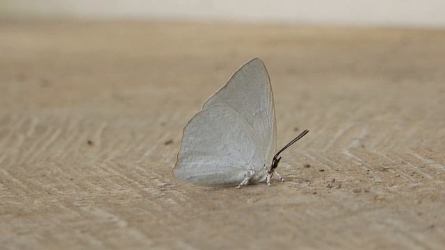 ウラギンシジミ/Curetis acuta paracuta 14_230724_正丸 смотреть онлайн