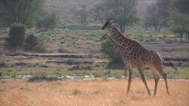 GIRAFFE VIDEOS FOR KIDS - Facts about Giraffes for Children, Preschoolers and Kindergarten смотреть онлайн
