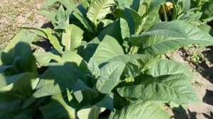 Выращивание табака на Кубани. Сбор урожая. Вершкование