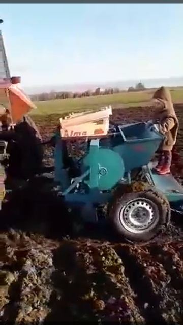 Посадка чеснока смотреть онлайн