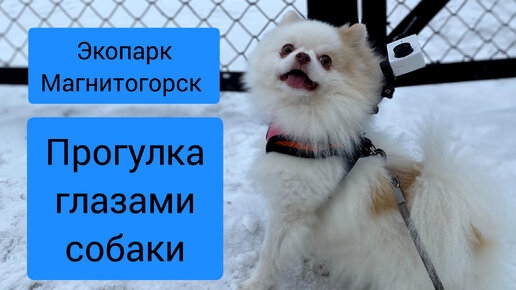 Прогулка глазами собаки. Экопарк Магнитогорск, зима-2024