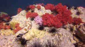 Дайвинг Phuket 2014, Sharkpoint и Koh Doc Mai