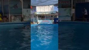 Плавание с дельфинами в Лоо Дельфинарий 1. Какие они милые!