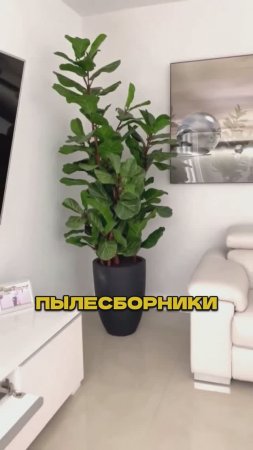 Цветы Которые Собирают Миллионы Но Не Из-за Того Что Ты Думаешь! 🌿💣#цветы