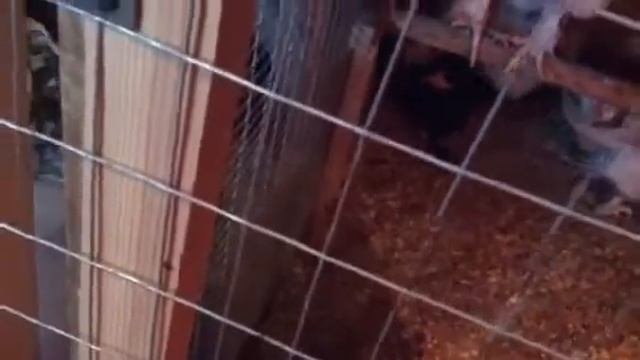 Птичник он же курятник. Продолжаем обзор. смотреть онлайн