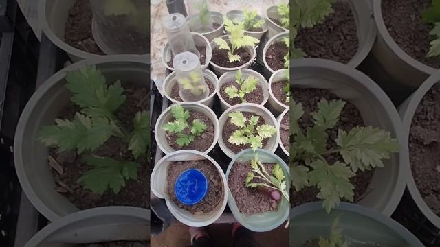 Первую черенкую полынь вариегатную! Январь!