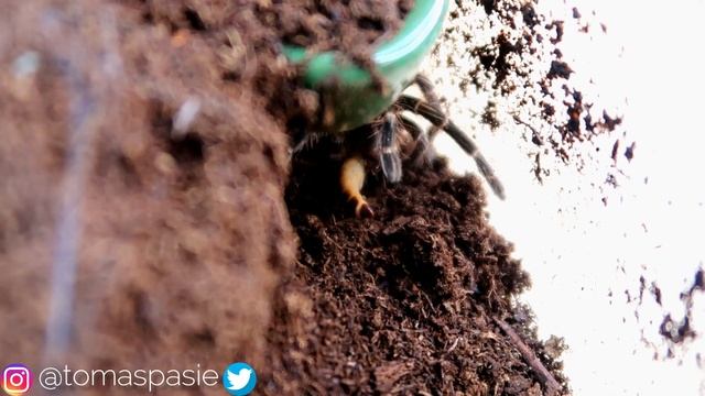 This Tarantula LOVES To Dig!! | Chaco Golden Knee | Feeding + More смотреть онлайн