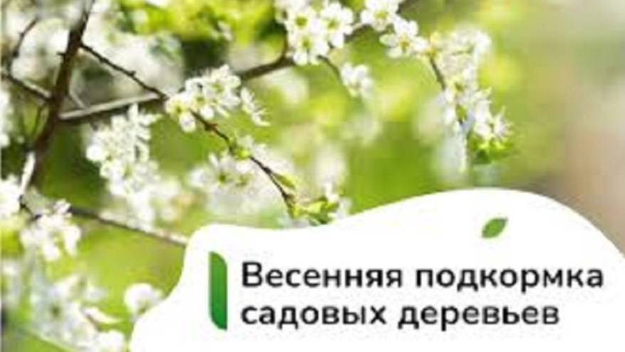 ВЕСЕННЯЯ ПОДКОРМКА КОСТОЧКОВЫХ: 3 ГЛАВНЫХ УДОБРЕНИЯ ДЛЯ БОГАТОГО УРОЖАЯ! 🌸🍒