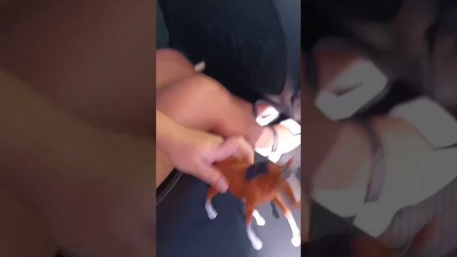 2 сезон выживание потеряных лошадей 2/? смотреть онлайн