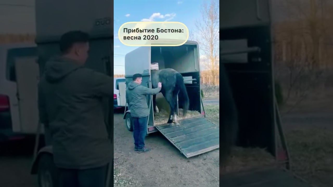 #лошади подарок на день рождения