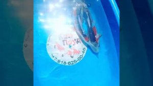 Продажа Карп Кои Порода Шисуи 20-25 см