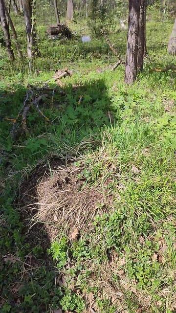 говорят под эту музыку даже муравьи залетают в реки