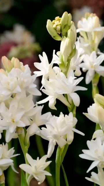 Тубероза полиантес Сибирское здоровье смотреть онлайн