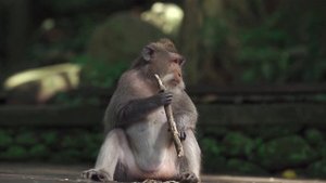 In the jungle/Monkey/Джунгли/Обезьяны